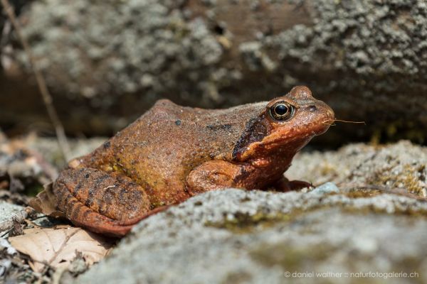 naturfotogalerie - froschlurche